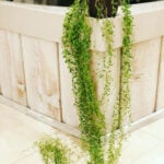 12 Amazing "String of..." Plants to Add to Your Collection string-of-raindrops