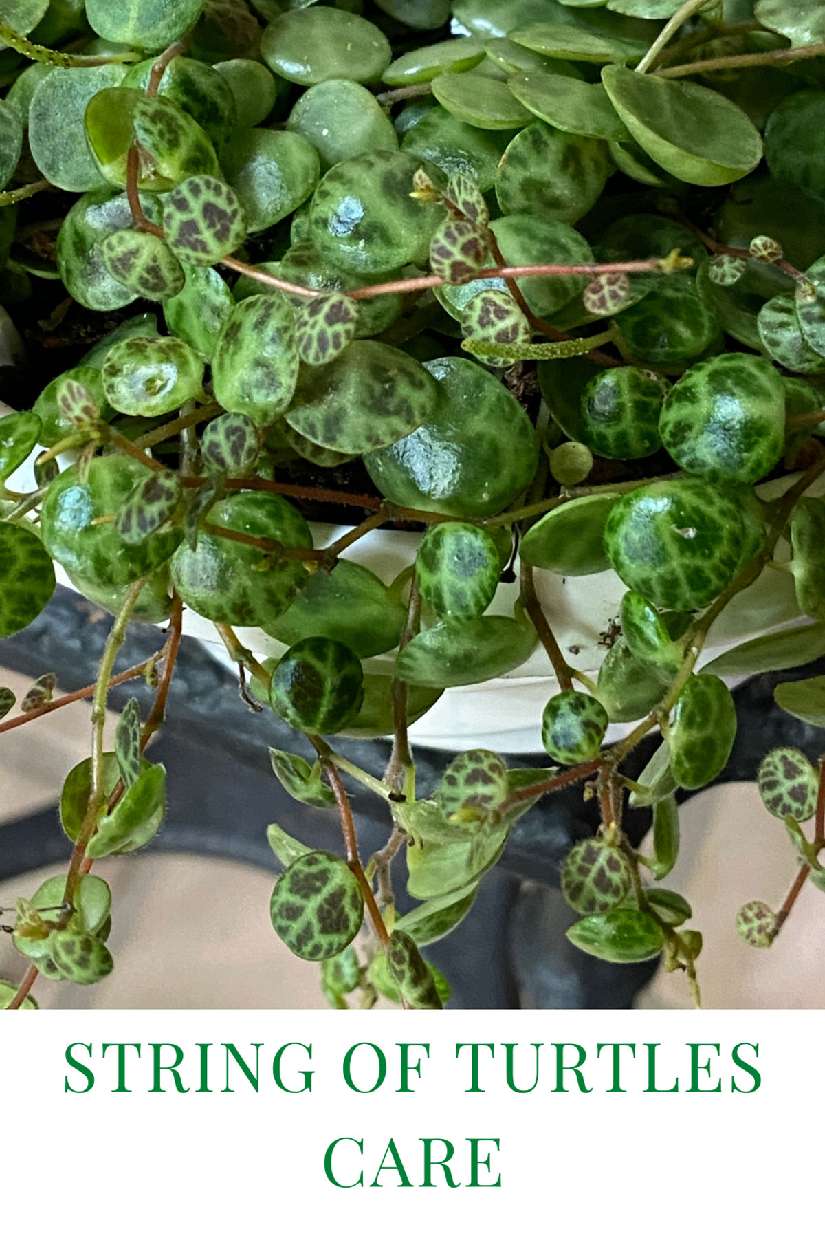 Vining Turtle String of Turtles: 7 Crucial Care Tips (Peperomia Prostrata)