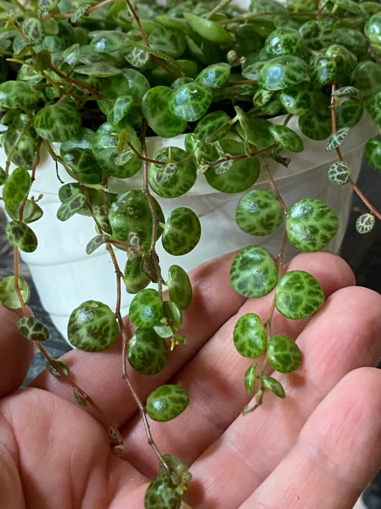 string-of-turtles-peperomia-prostrata