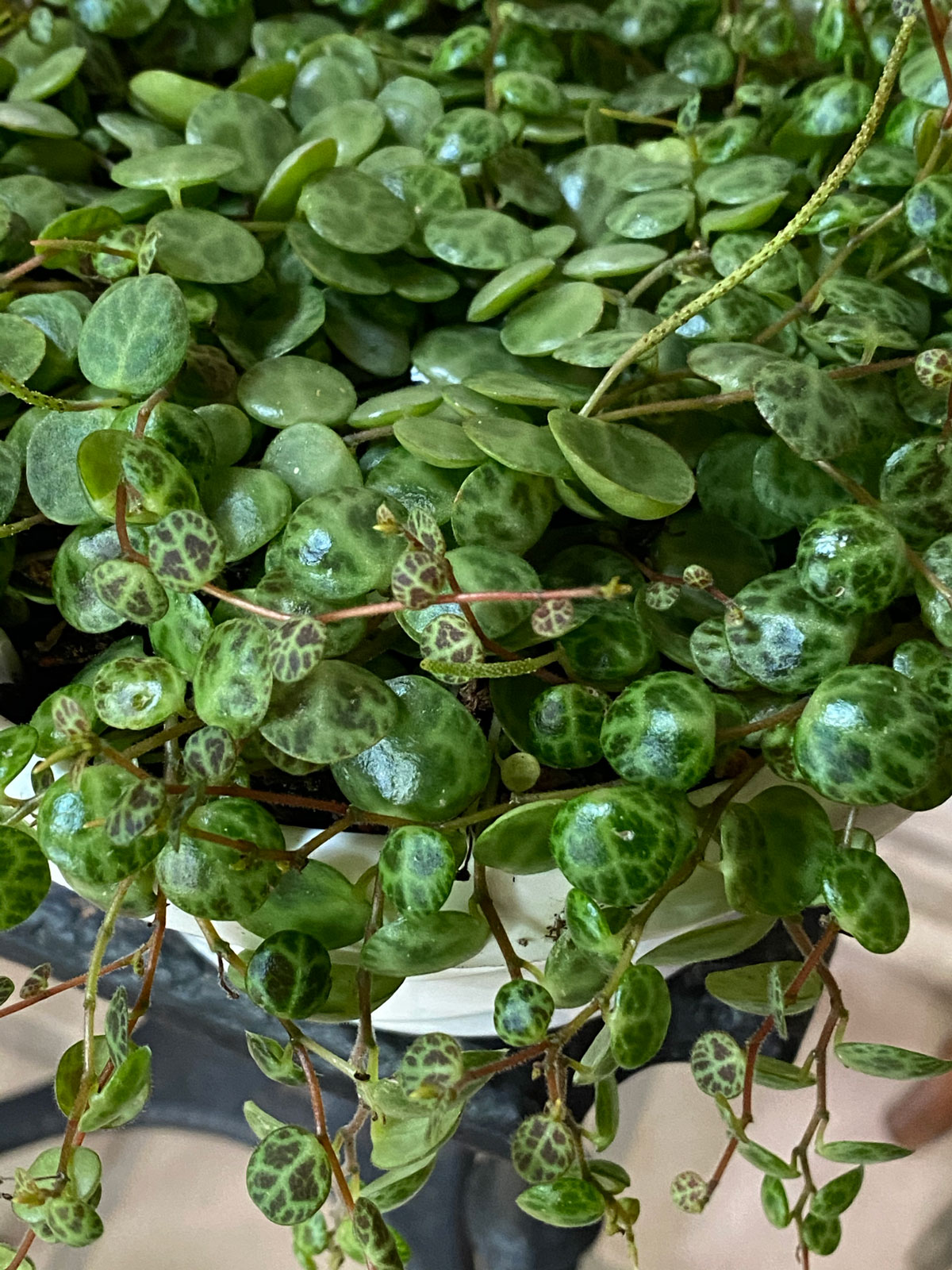string of turtles: 7 crucial care tips (peperomia prostrata)