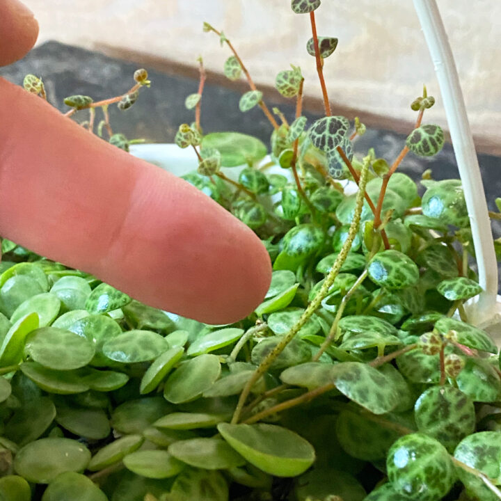 String of Turtles 7 Crucial Care Tips (Peperomia Prostrata)