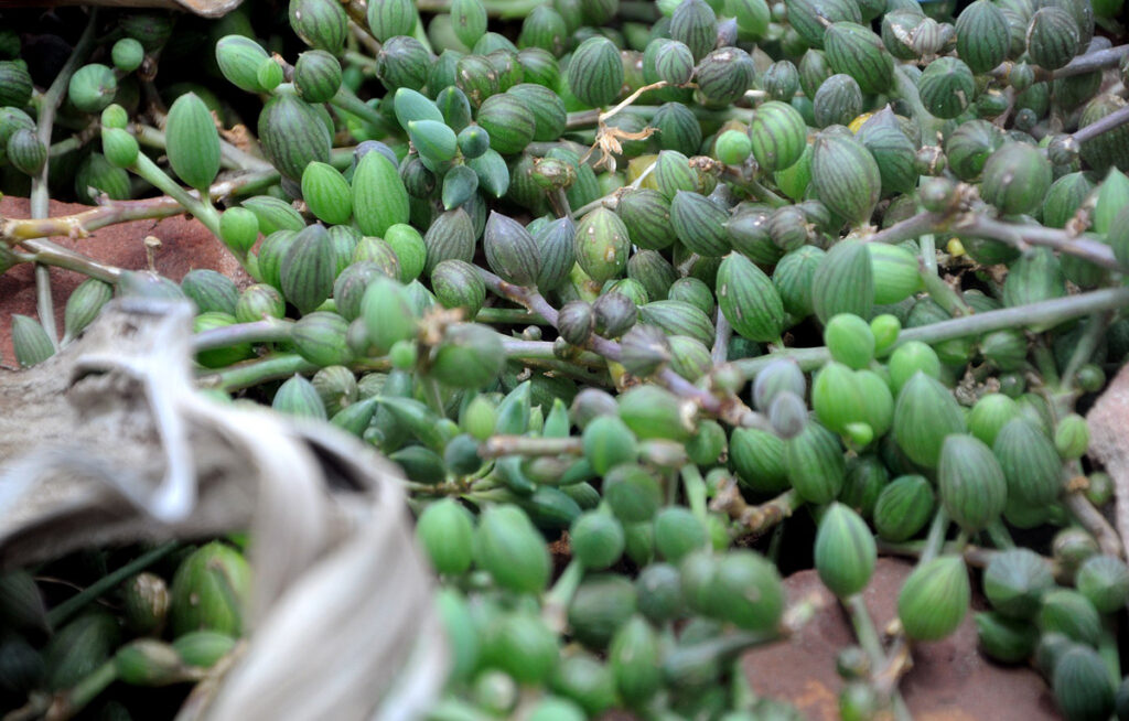 string-of-watermelon