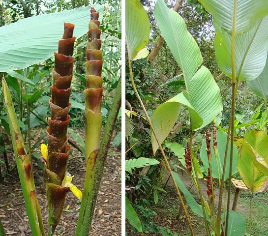 calathea_lutea