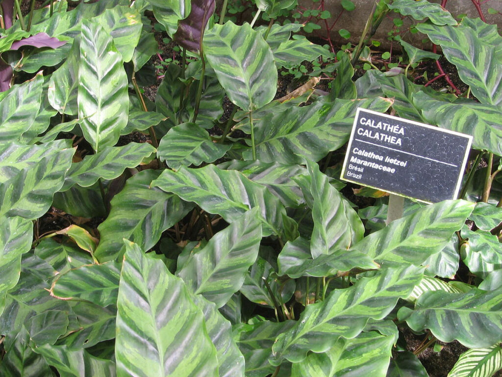 Calathea-lietzei