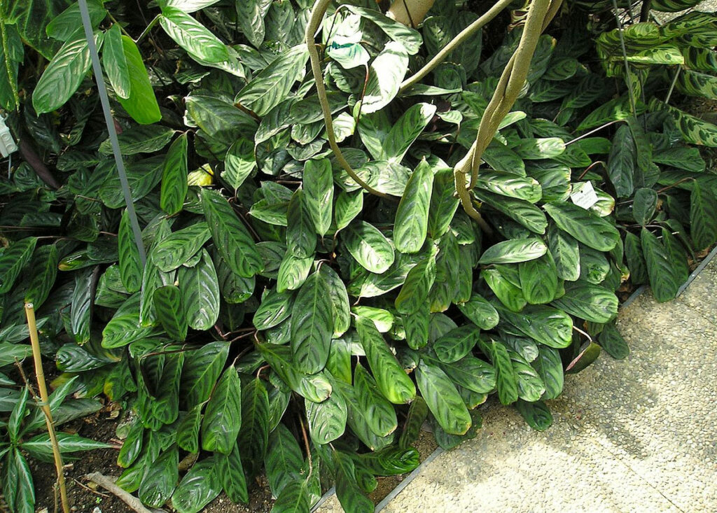 Calathea-truncata