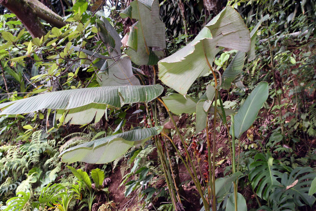 Calathea-crotalifera