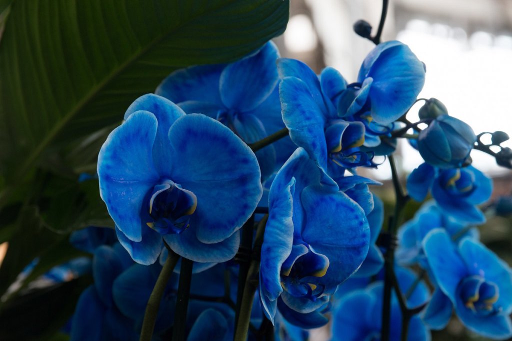 Are Blue Orchids Real? The Truth