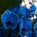 Are Blue Orchids Real? The Ultimate Truth blue-orchid