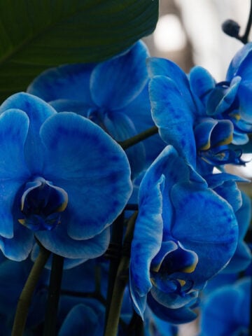blue-orchid