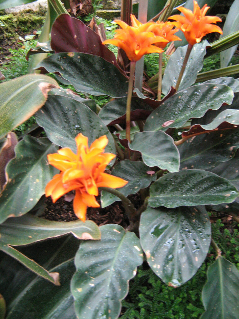 Calathea-crocata