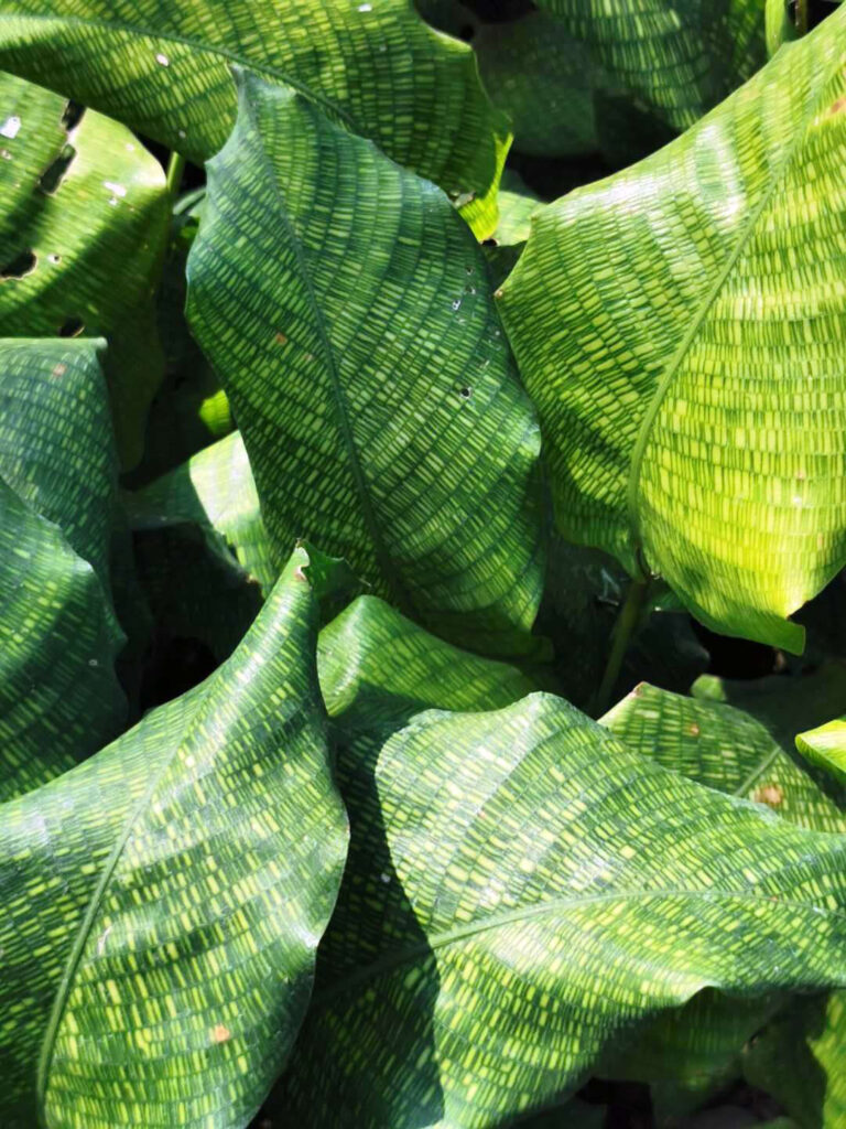 Calathea-musaica