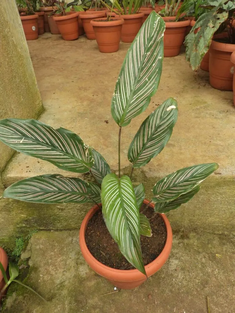 Calathea-ornata