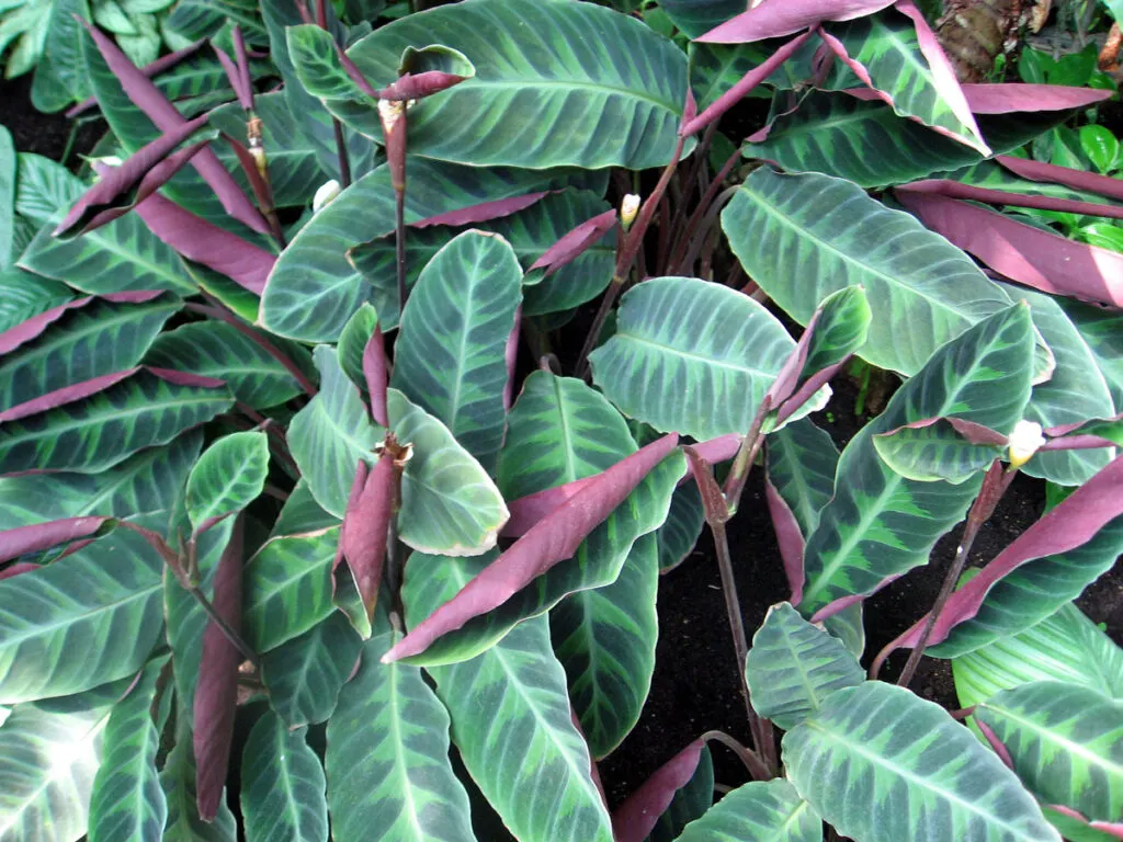 Calathea-warscewiczii