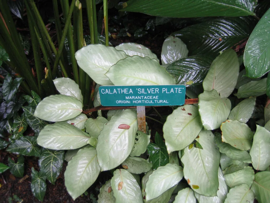 Calathea-Silver_Plate