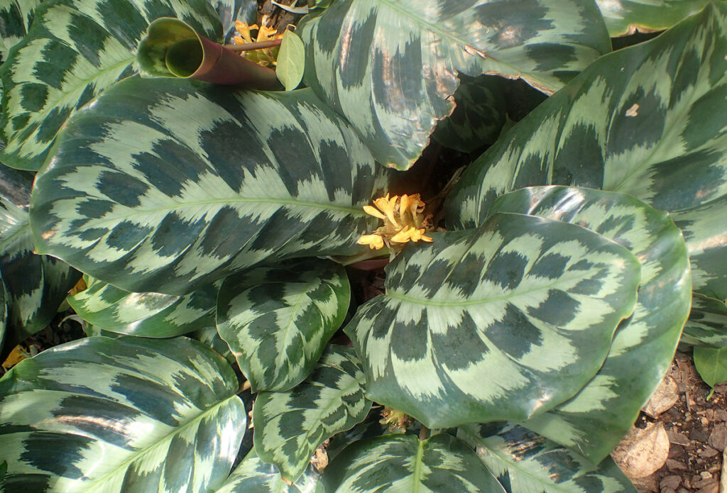 Calathea-Helen-Kennedy