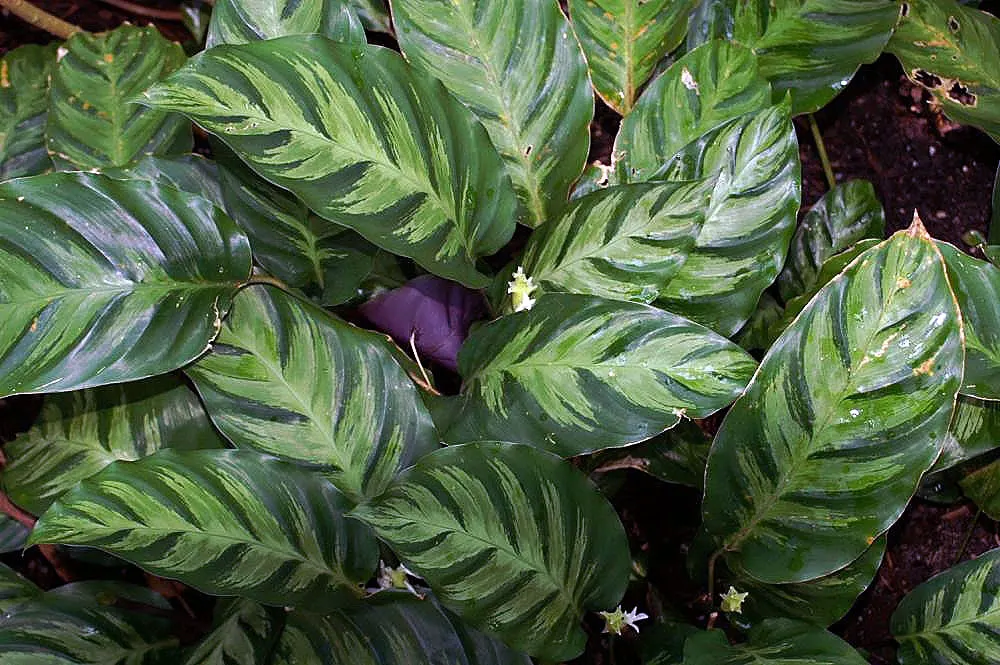 Calathea-albertii