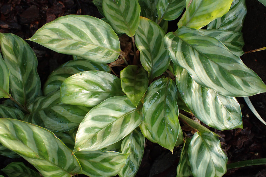 Calathea-bachemiana