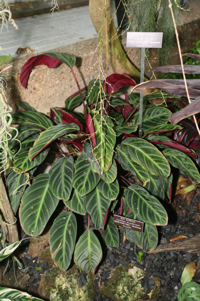 Calathea-ecuadoriana