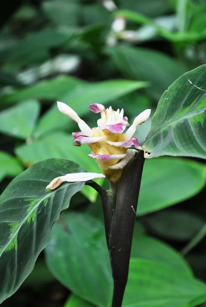 Calathea_elliptica