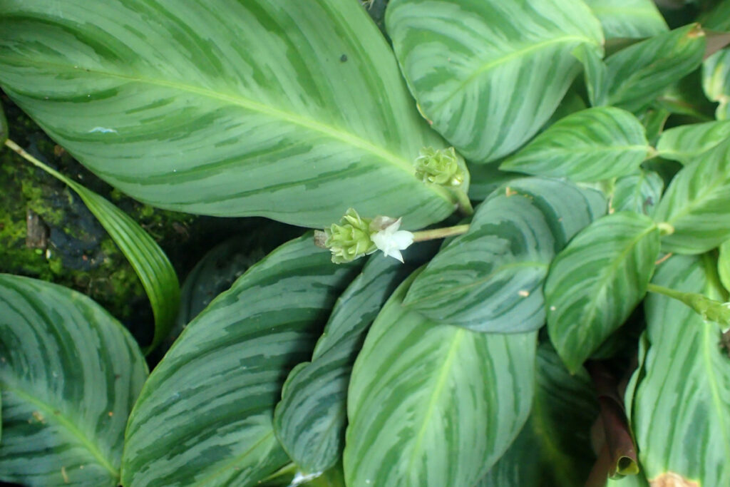 Calathea-fucata