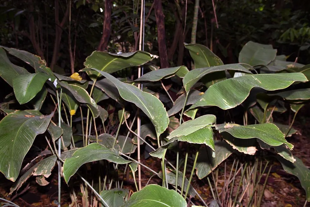 Calathea-gymnocarpa