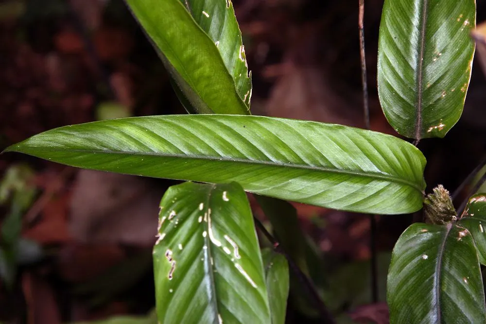 Calathea_lasiostachya