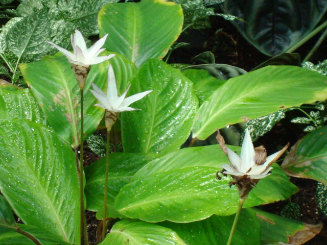 Calathea-loeseneri