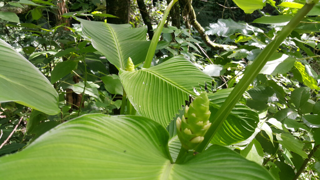 Calathea-macrosepala