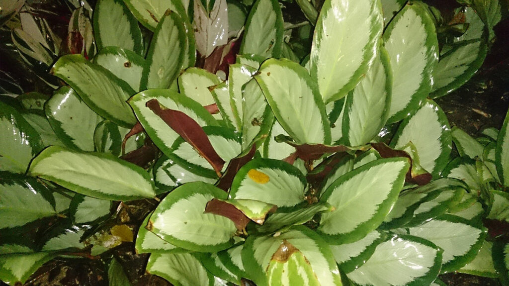 Calathea-picturata