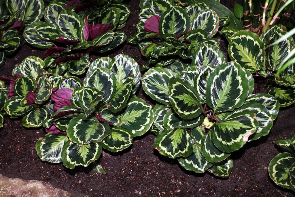 Calathea-roseopicta