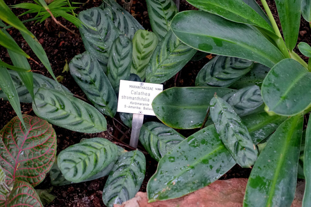 Calathea-stromanthifolia