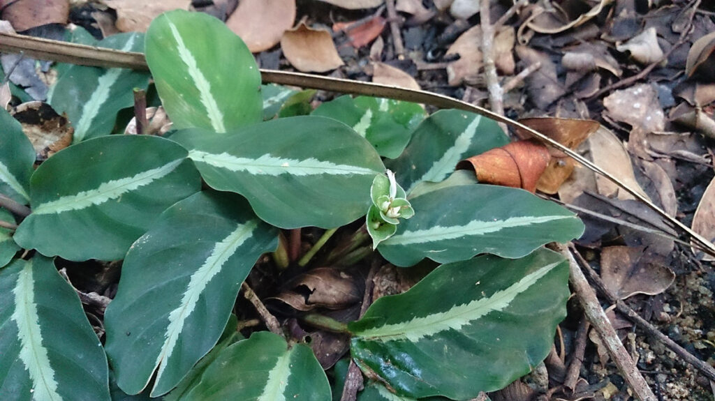 Calathea-undulata