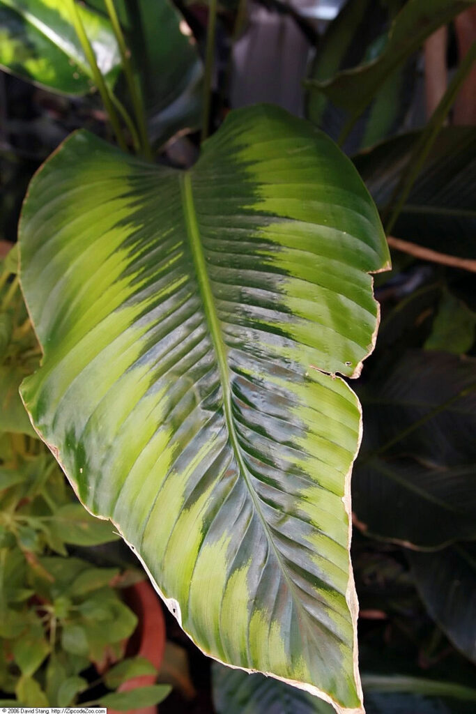 Calathea-variegata