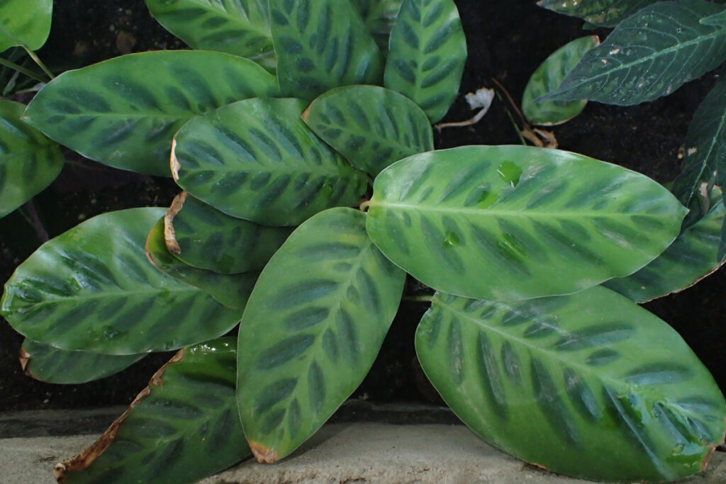 Calathea-wiotii