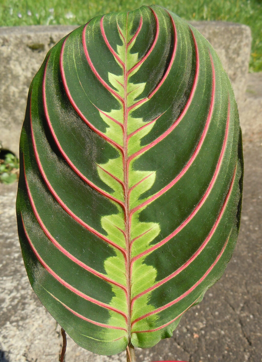 Prayer Plant Leaves Curling & Browning? Top 5 Reasons Why