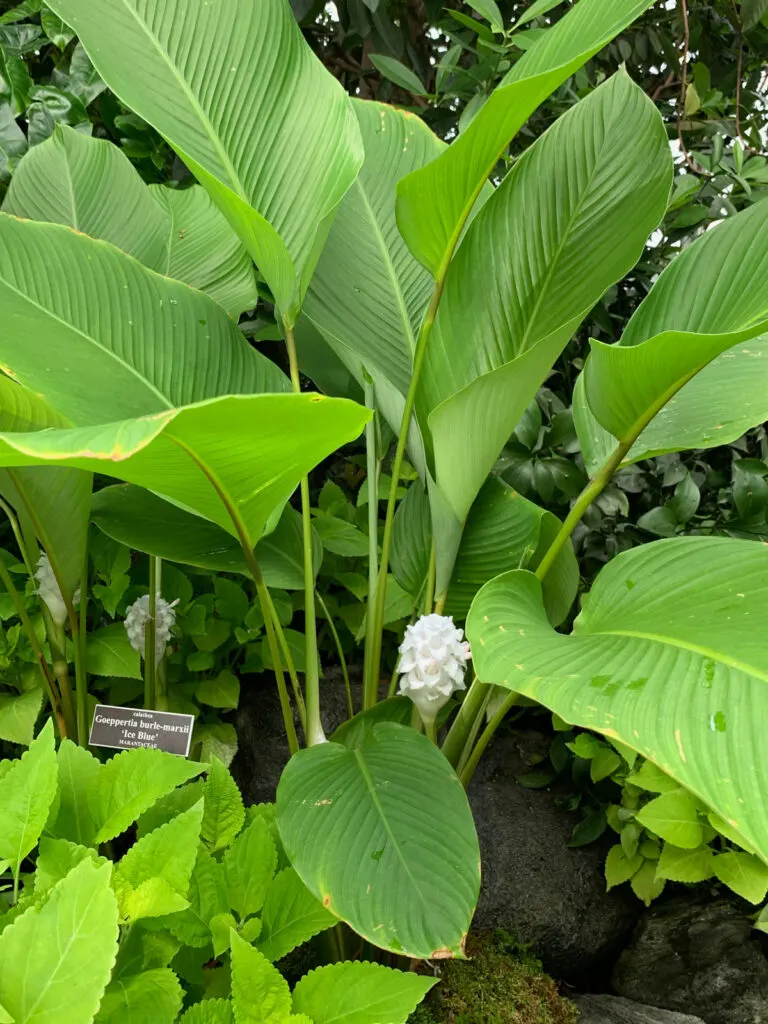 Calathea-burle-marxii