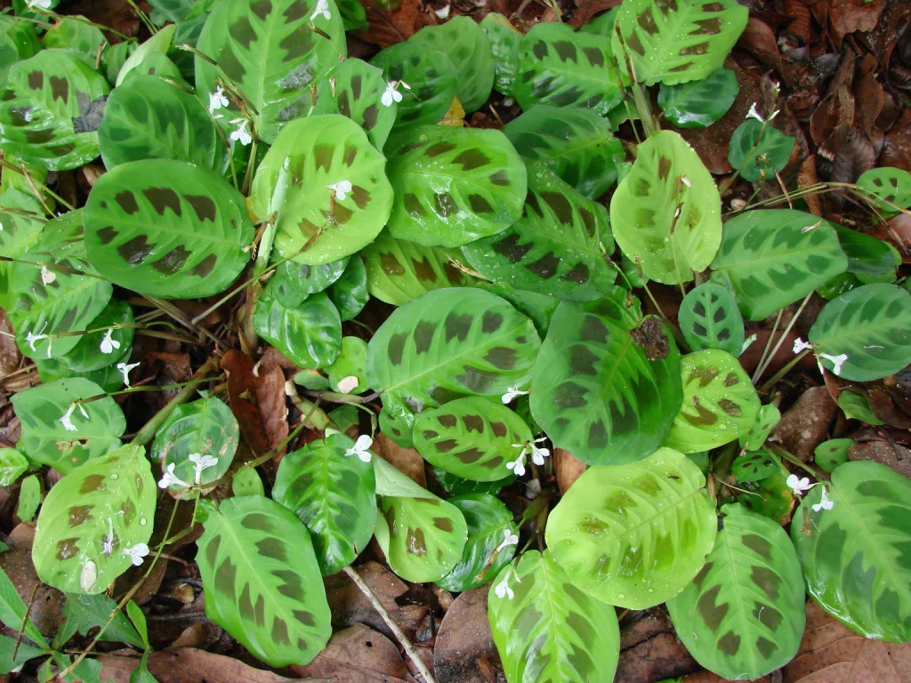 prayer-plant-leaf-curl