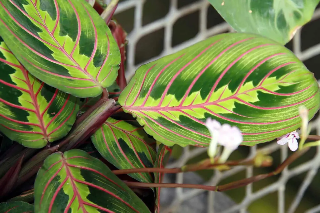 prayer-plant-leaf-curl