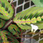 Prayer Plant Leaves Curling & Browning? Top 5 Reasons Why prayer-plant-leaf-curl