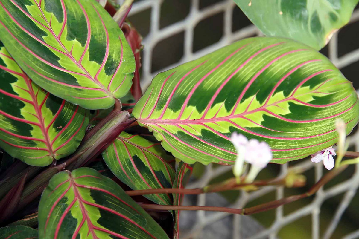 prayer-plant-leaf-curl