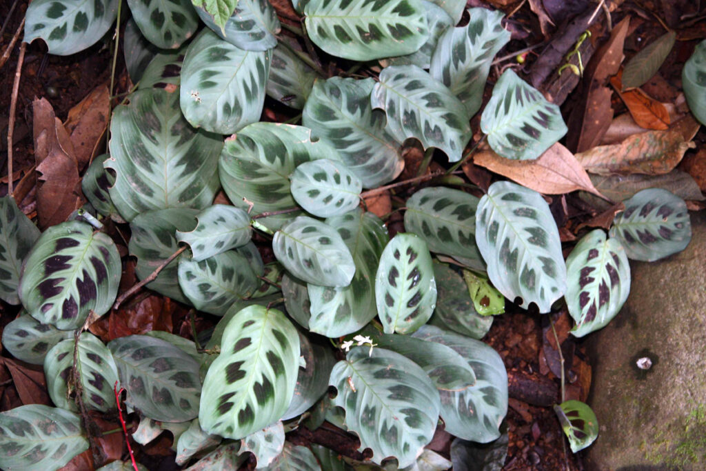 prayer-plant-leaf-curling