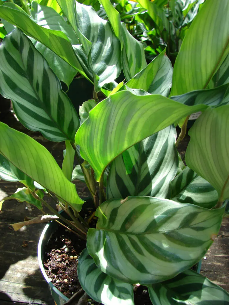 Calathea-leopardina