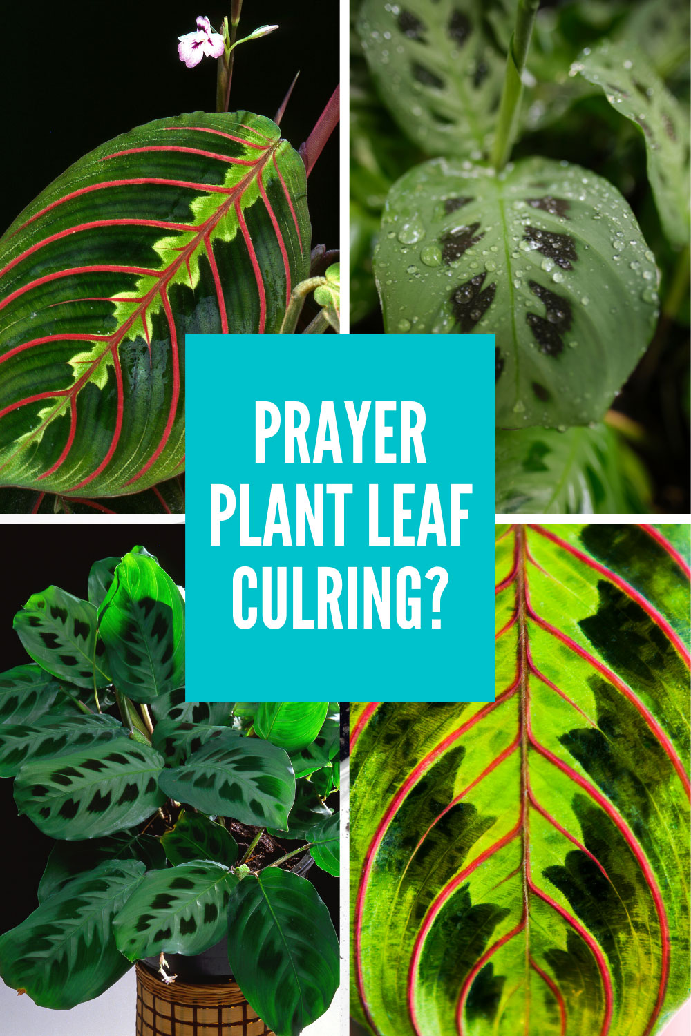 Prayer Plant Leaves Curling & Browning? Top 5 Reasons Why LaptrinhX