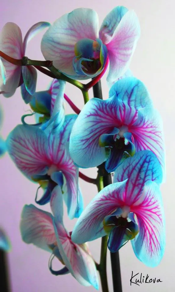 blue-orchid
