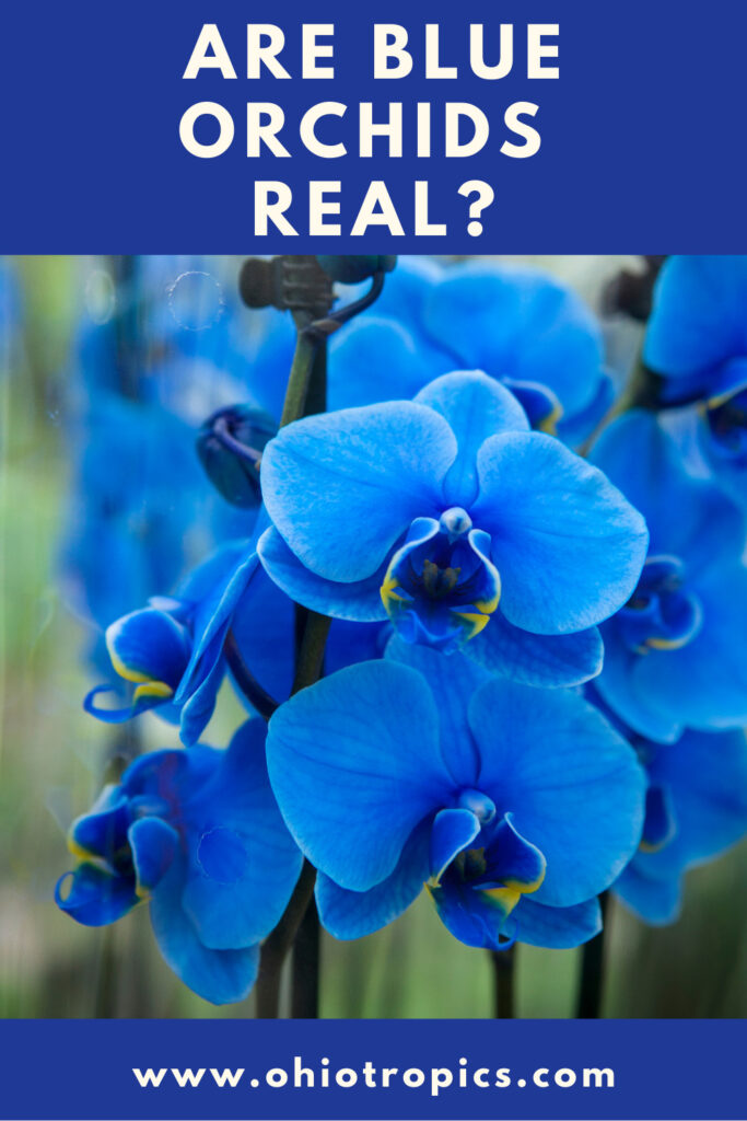 are-blue-orchids-real