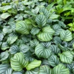 39 Stunning Calathea Varieties to Take Your Breath Away calathea-orbifolia