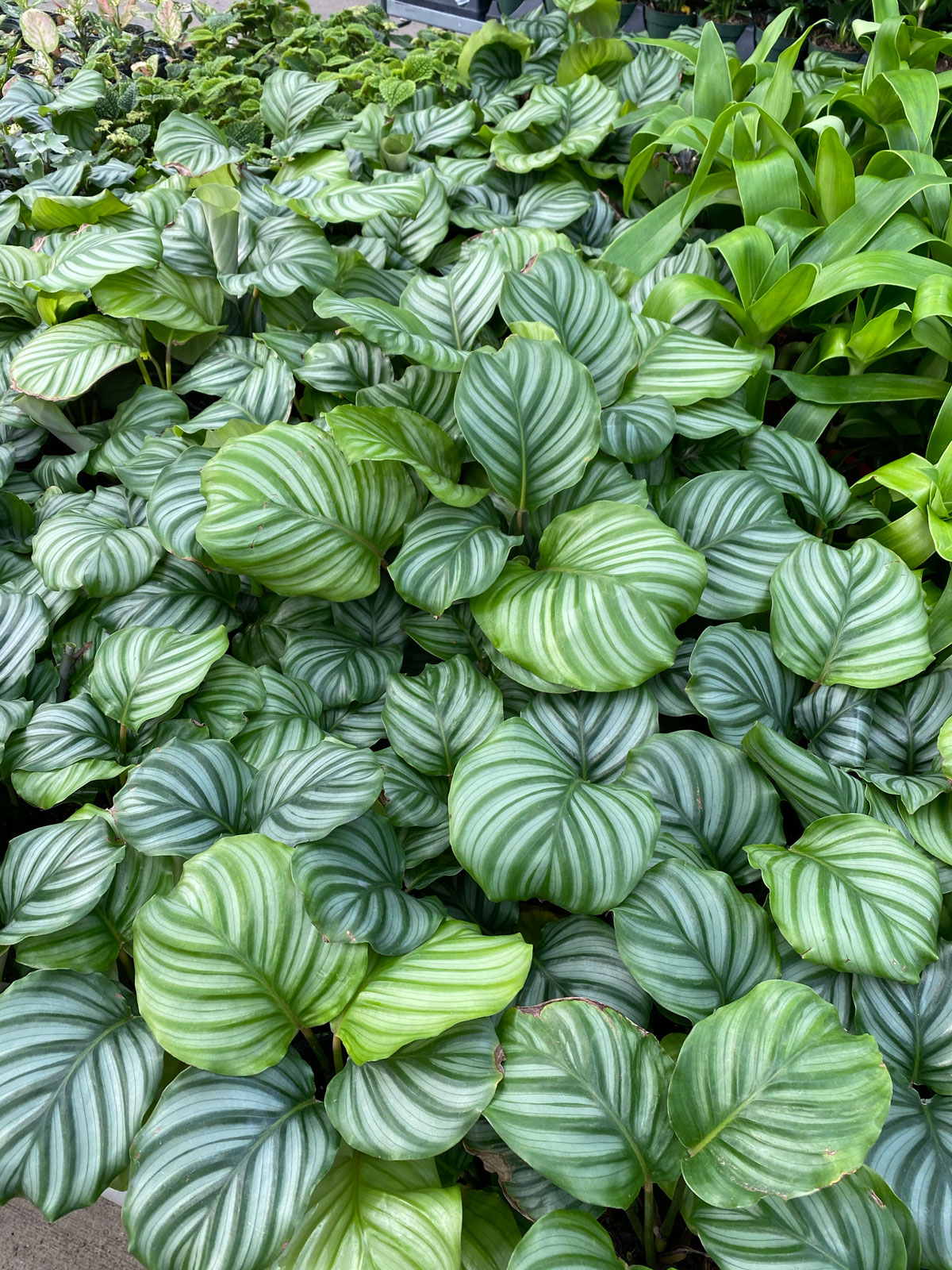 calathea-orbifolia