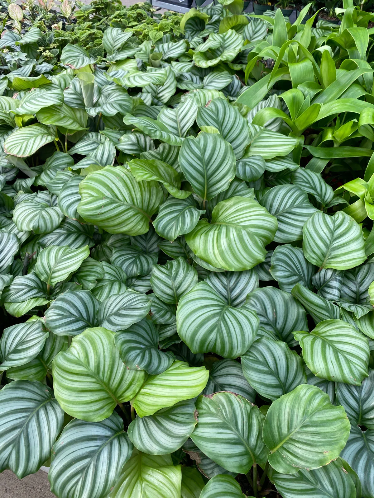 calathea-orbifolia
