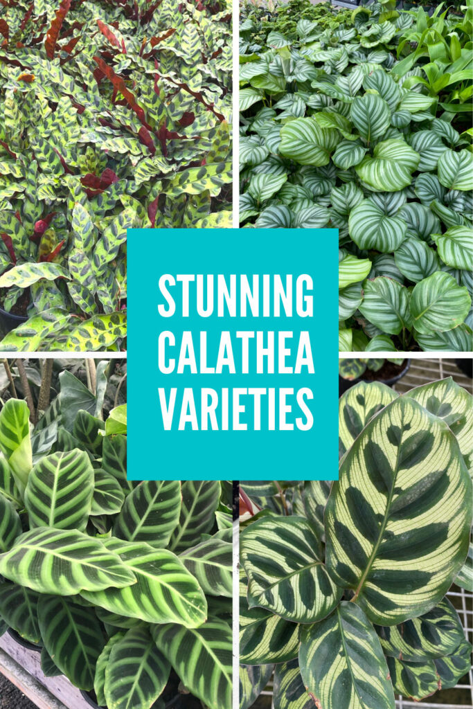 calathea-varieties