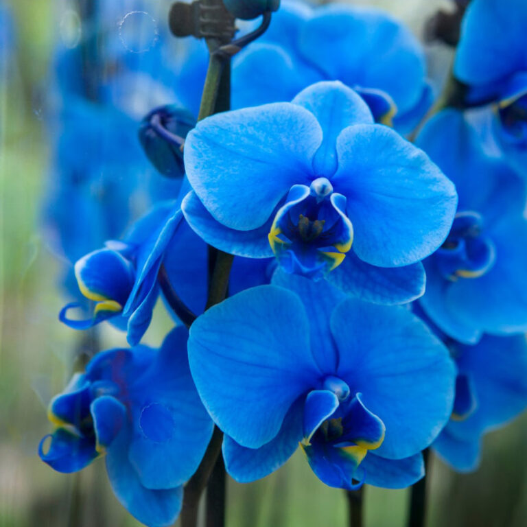 Are Blue Orchids Real?  The Ultimate Truth